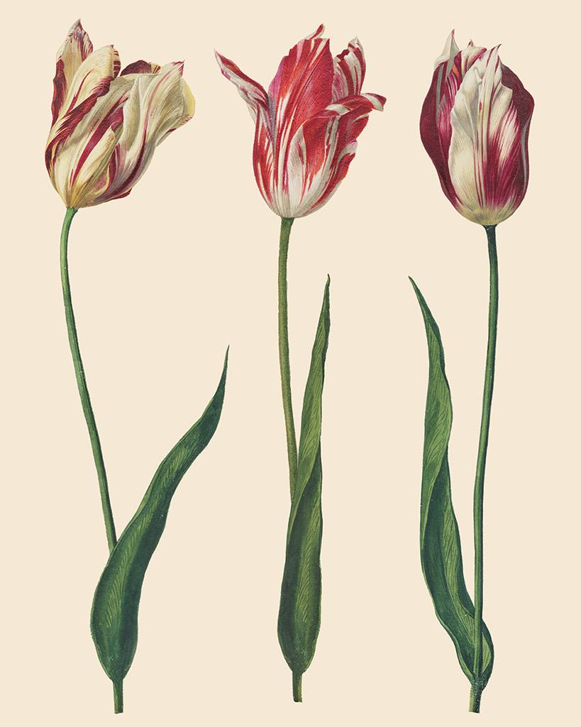 Annie Sloan papier na dekupáž Tulips