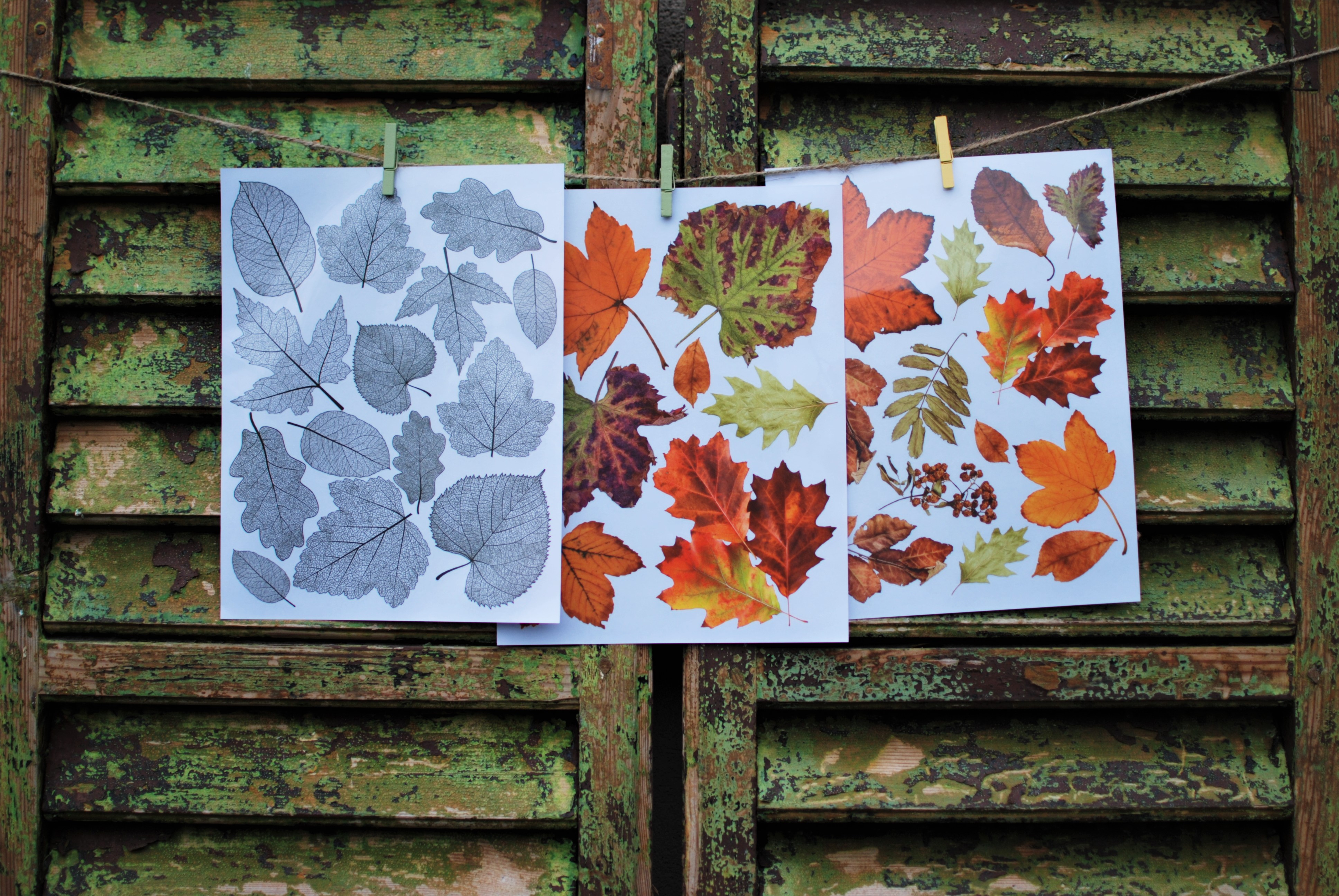 Transfer Crunchy Leaves Forever 