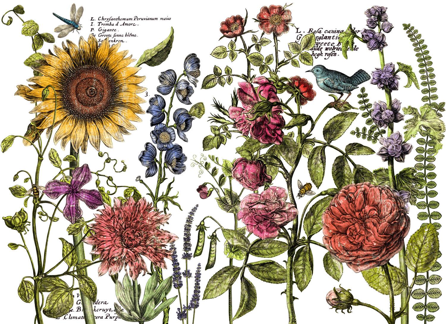 IOD Décor Transfers Botanist´s Journal