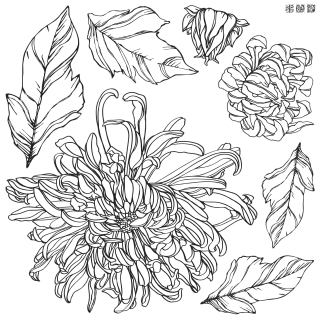 Pečiatka IOD Décor stamp Chrysanthemums