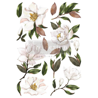 Transfer Magnolia Grandiflora
