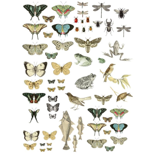 IOD Décor Transfer Entomology Etcetera